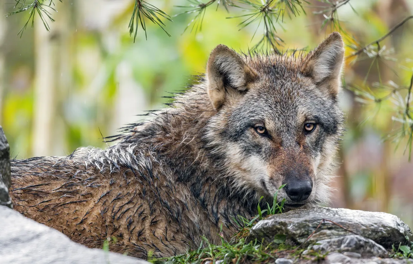 Photo wallpaper nature, Gray Wolf, face, animal, wolf, canis lupus, wildlife, head