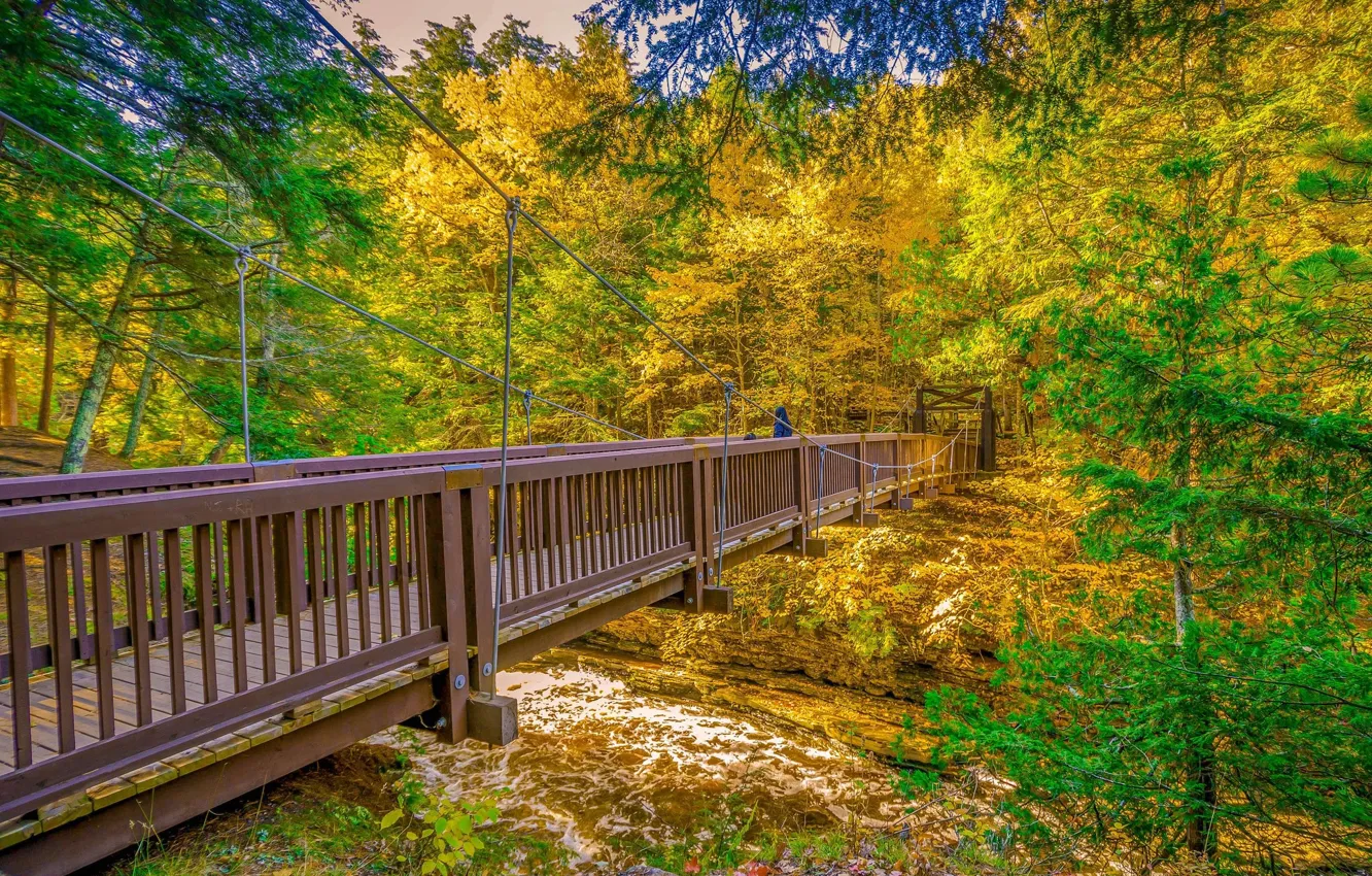 Photo wallpaper autumn, trees, bridge
