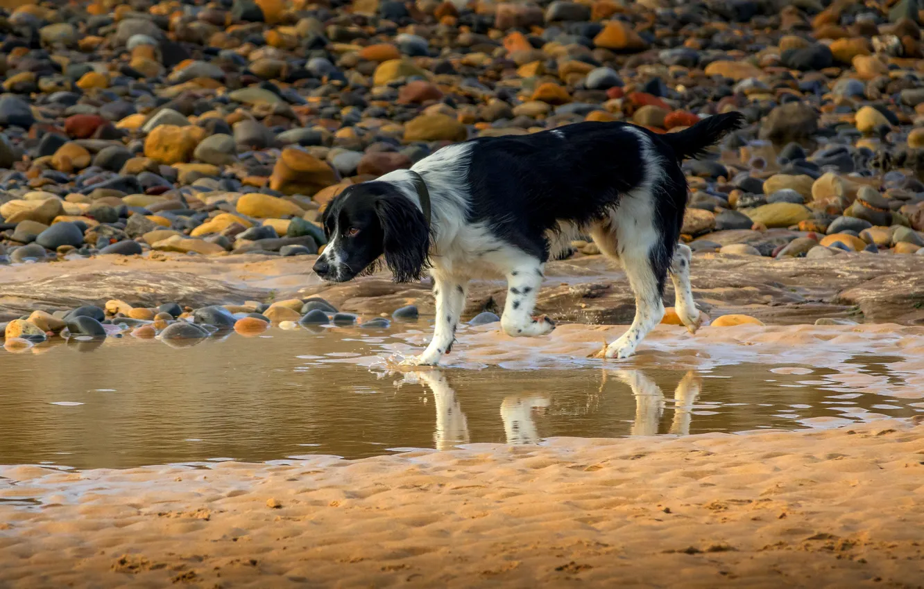 Photo wallpaper sand, beach, beach, dog, the English setter, english setter, hunting dog, Ray Bilcliff