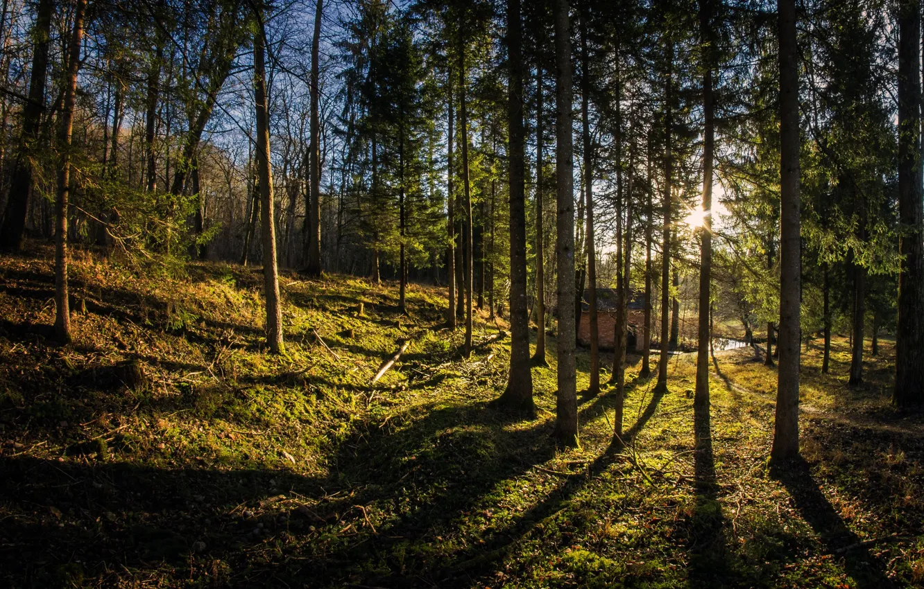 Photo wallpaper trees, nature, Sunny