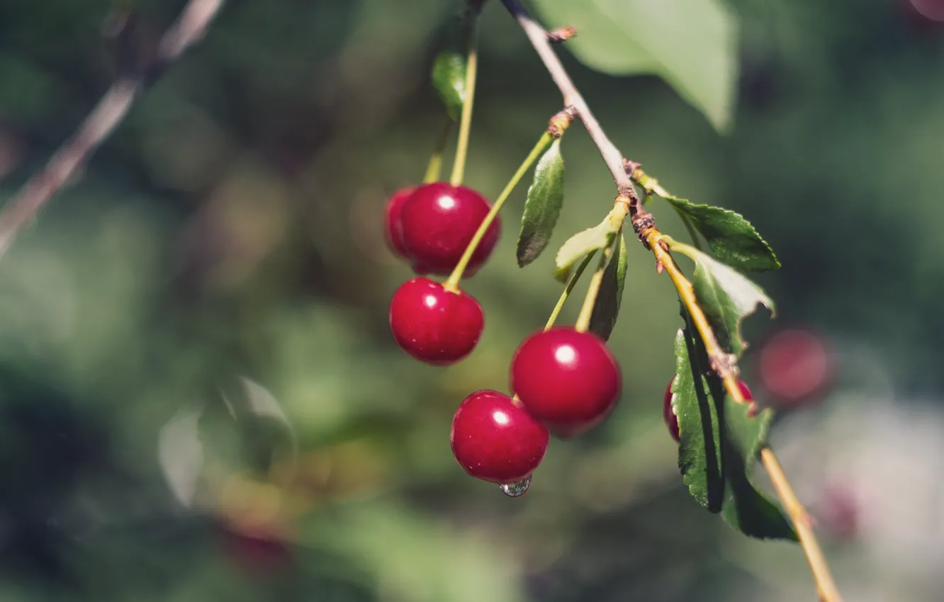 Photo wallpaper nature, cherry, berries, cherry, bokeh