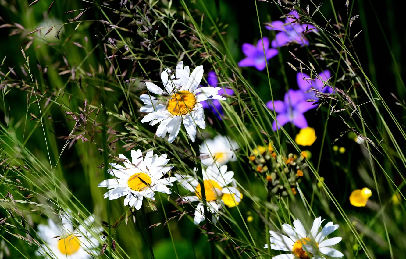 Photo wallpaper summer, chamomile, wildflowers, summer mood