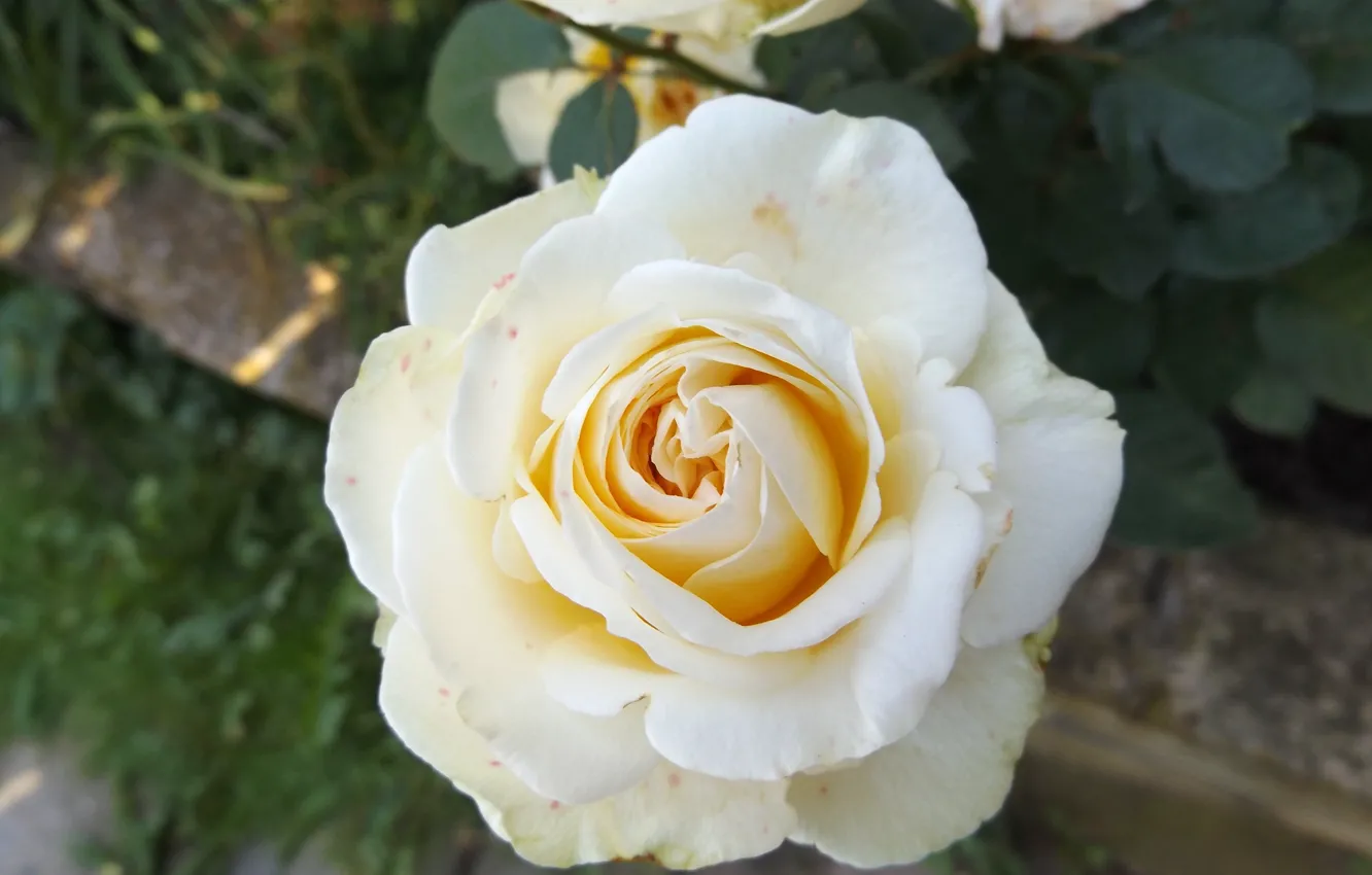 Photo wallpaper flowers, nature, rose, white rose