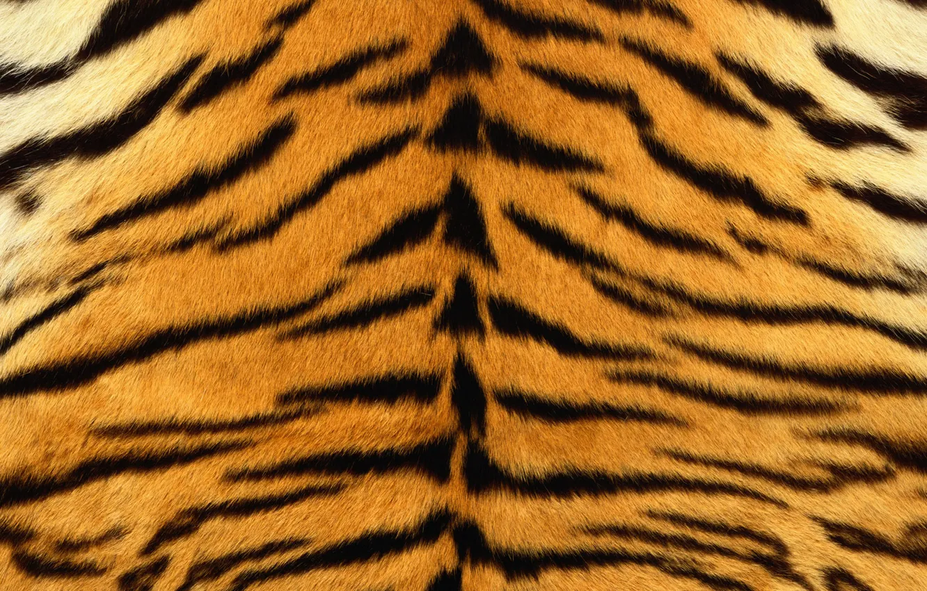 Photo wallpaper strips, tiger, skin, fur, striped