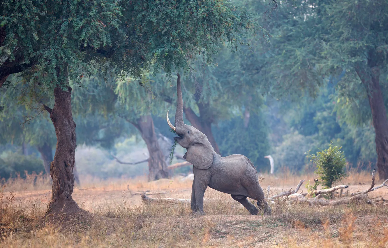 Photo wallpaper forest, trees, branches, nature, elephant, elephant, meal