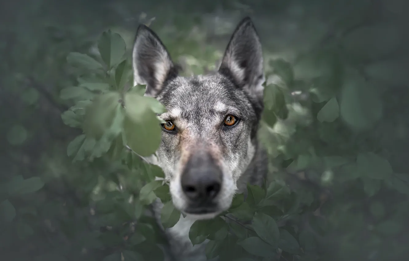Photo wallpaper look, face, leaves, portrait, dog, wolf dog is a sarloos passed away