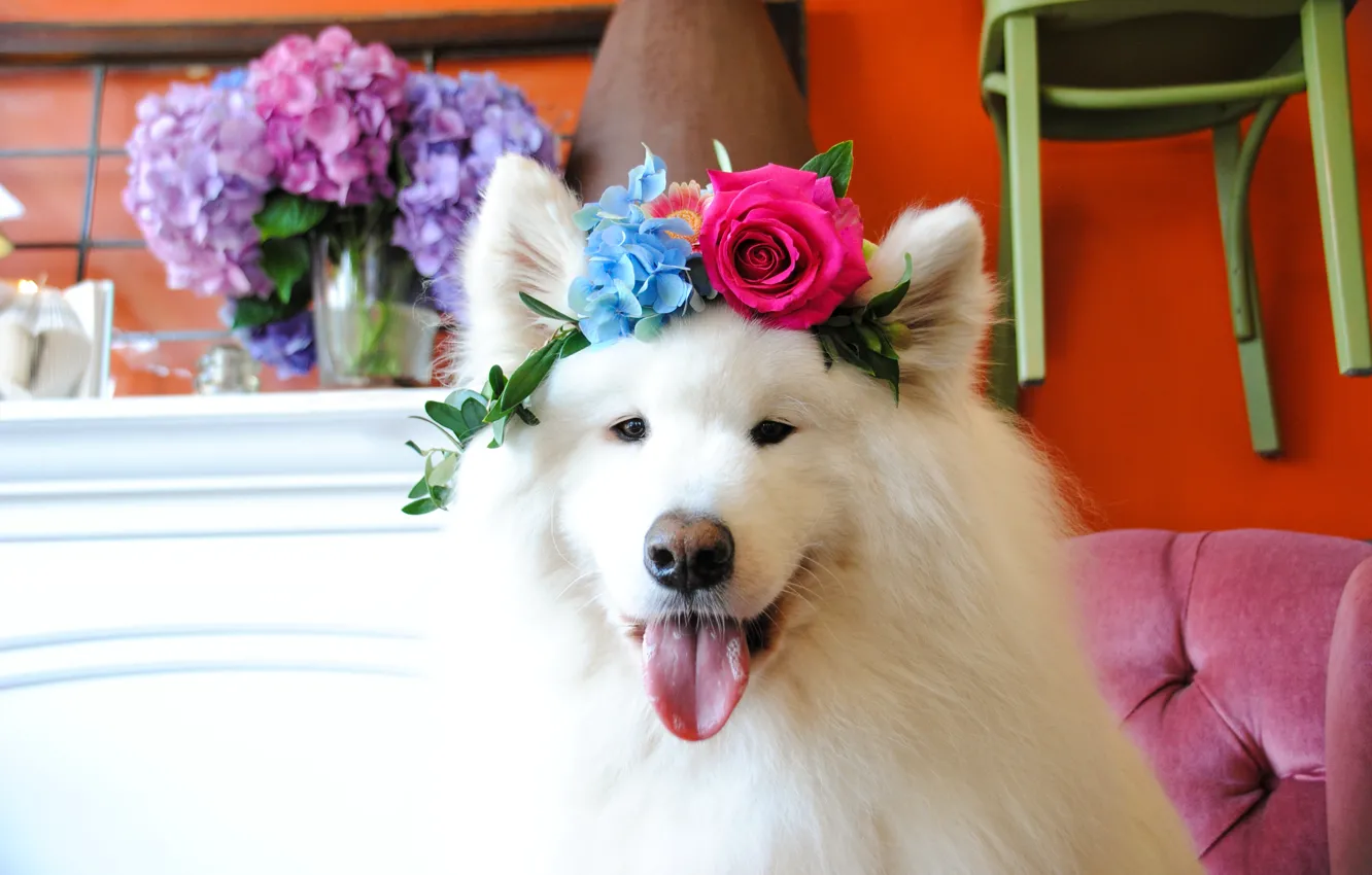 Photo wallpaper white, look, pose, dog, face, Samoyed