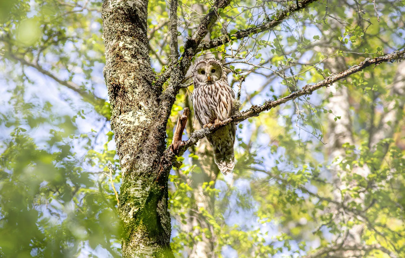 Photo wallpaper trees, branches, owl, bird, owl