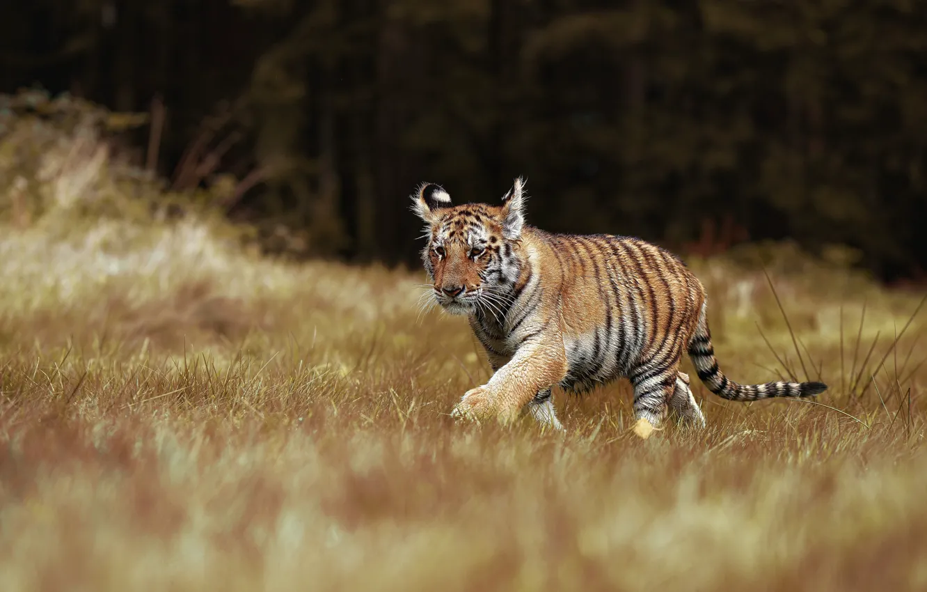 Photo wallpaper grass, tiger, cub, kitty, wild cat, tiger