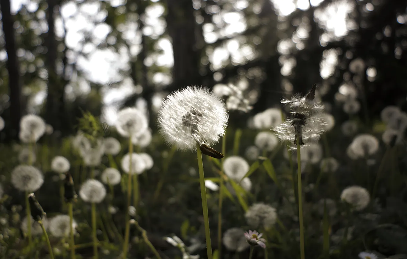 Photo wallpaper grass, dandelion, beetle