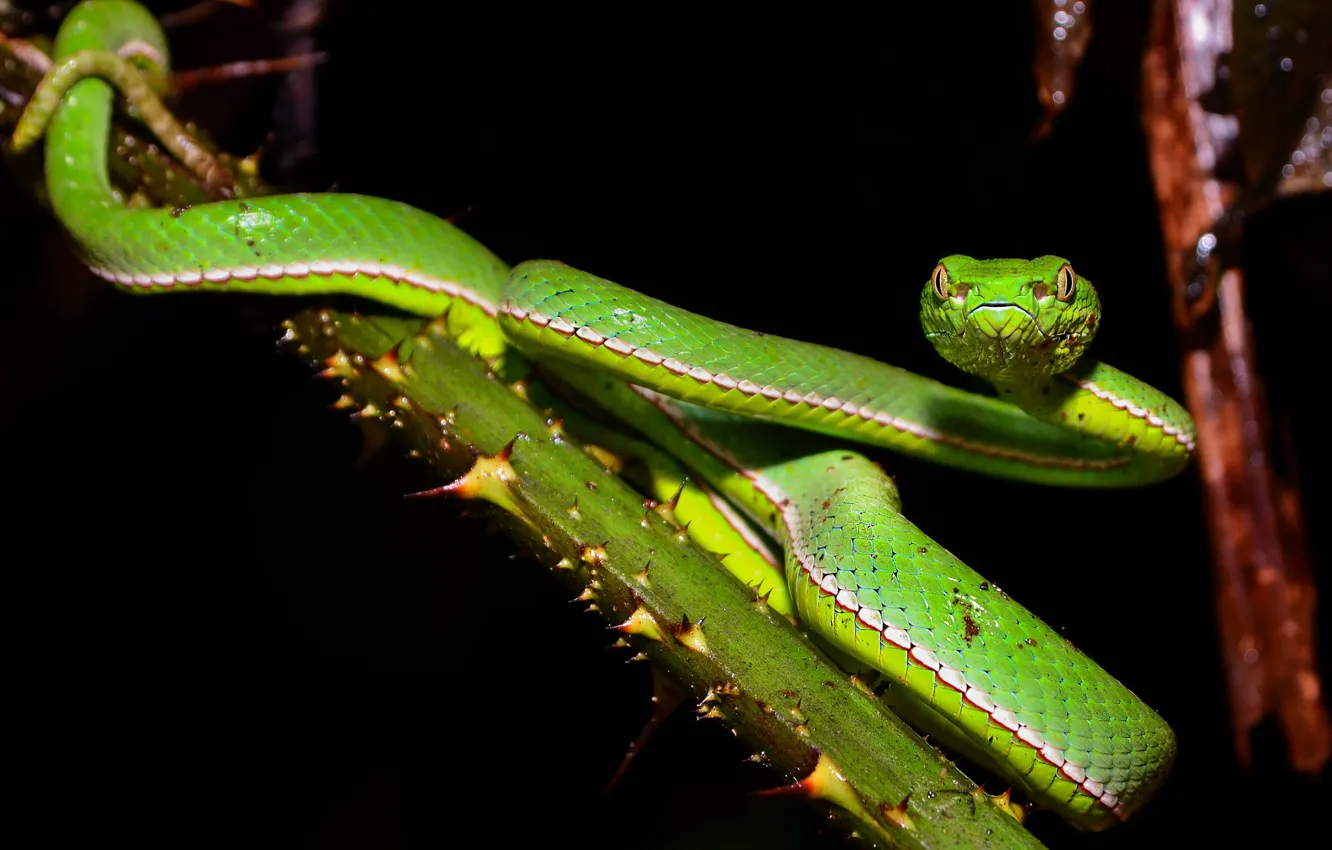 Photo wallpaper night, green, background, snake
