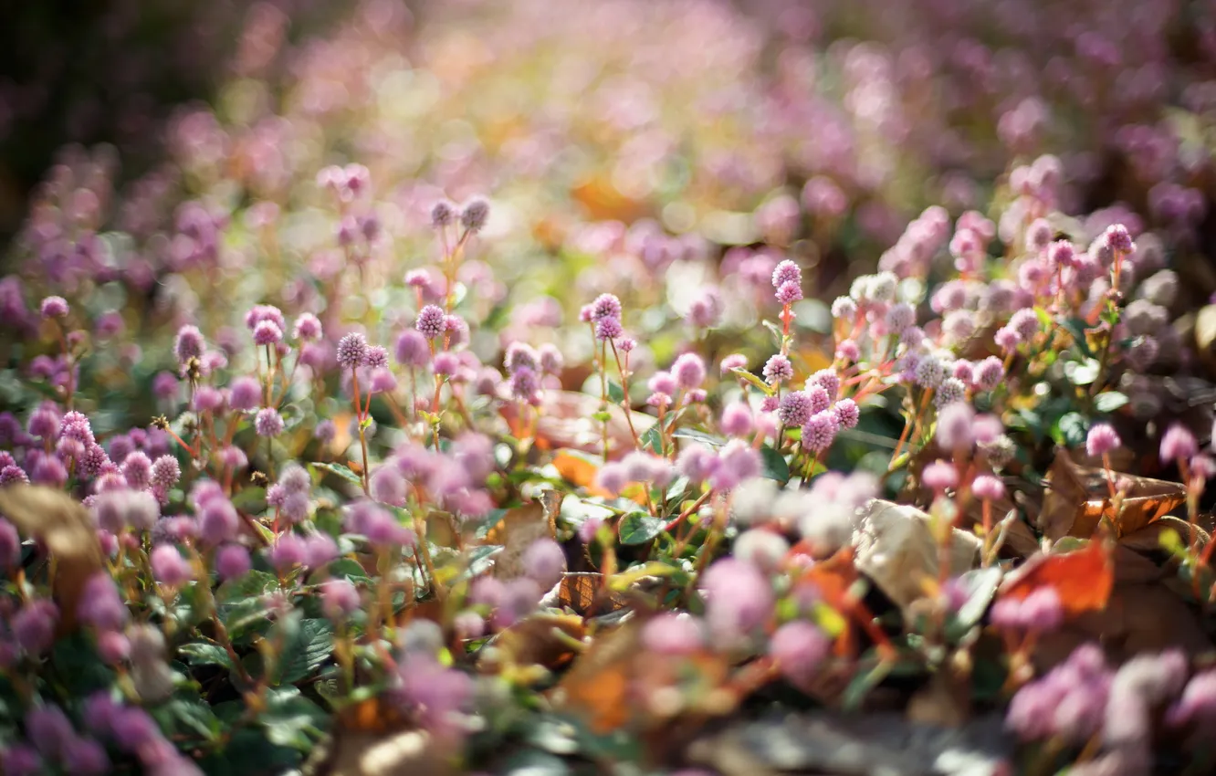 Photo wallpaper flowers, nature, morning