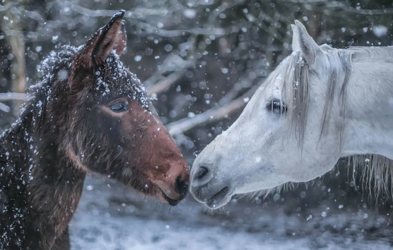 Photo wallpaper winter, snow, horse