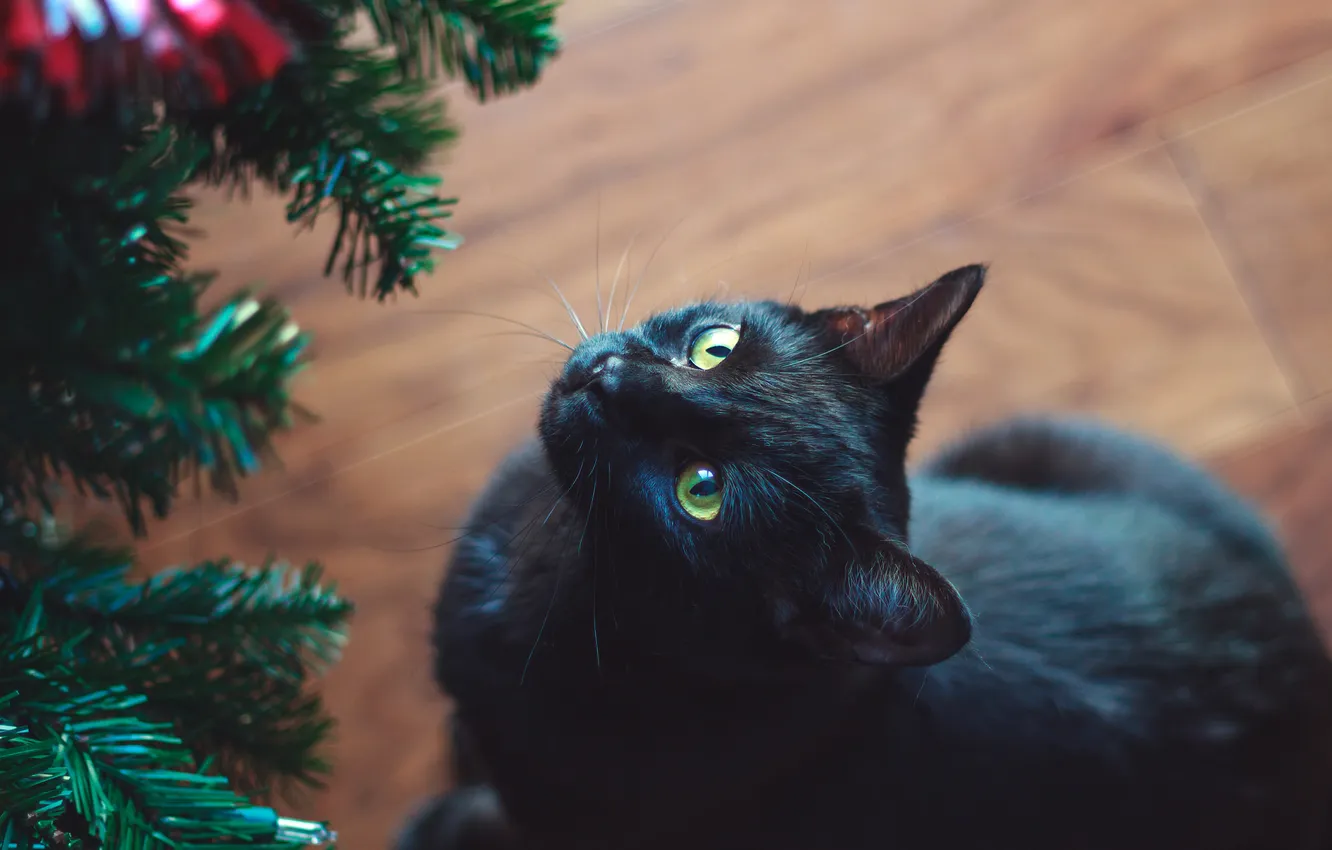 Photo wallpaper cat, cat, black, tree