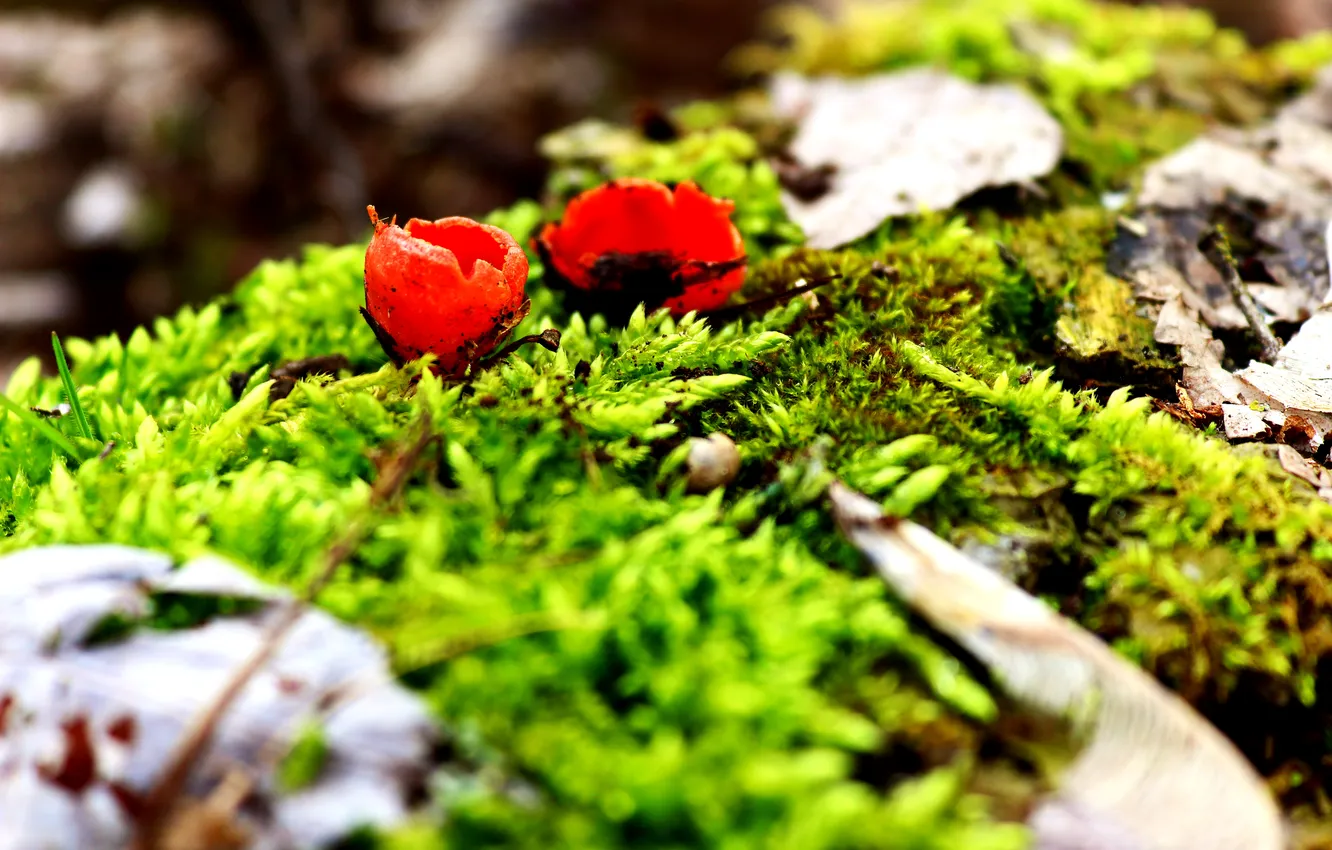 Photo wallpaper greens, mushrooms, moss, spring