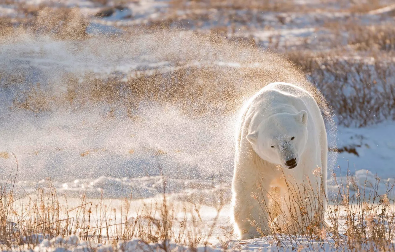 Photo wallpaper snow, Canada, polar bear, Hudson Bay