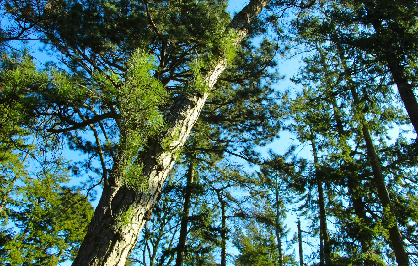 Photo wallpaper forest, tree, pine