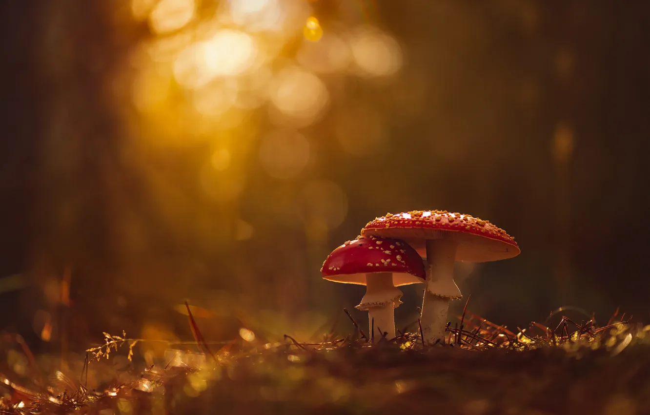 Photo wallpaper mushroom, bokeh, light, mushrooms, a couple