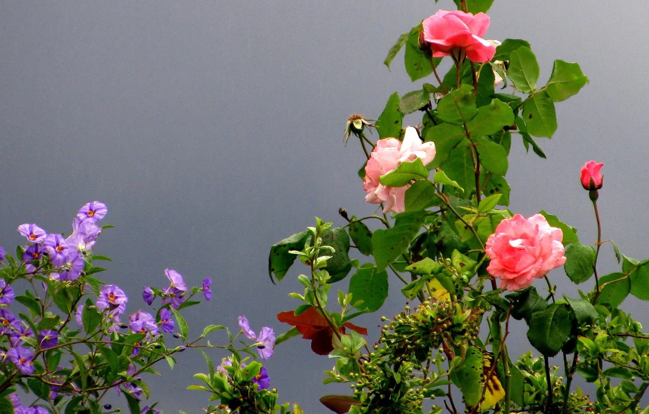 Photo wallpaper Park, France, rose, garden, Cagnes-sur-Mer