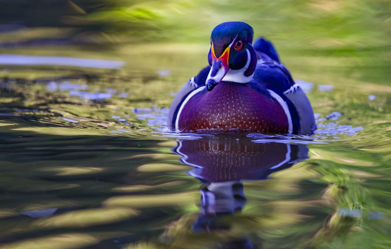 Photo wallpaper water, bird, duck, wood duck, karolinka