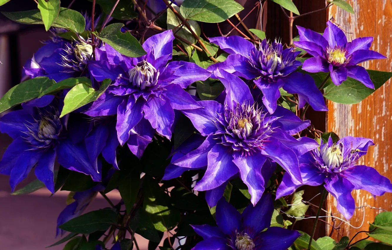 Photo wallpaper purple, flowers, background, Board, garden, flowering, the bushes, clematis