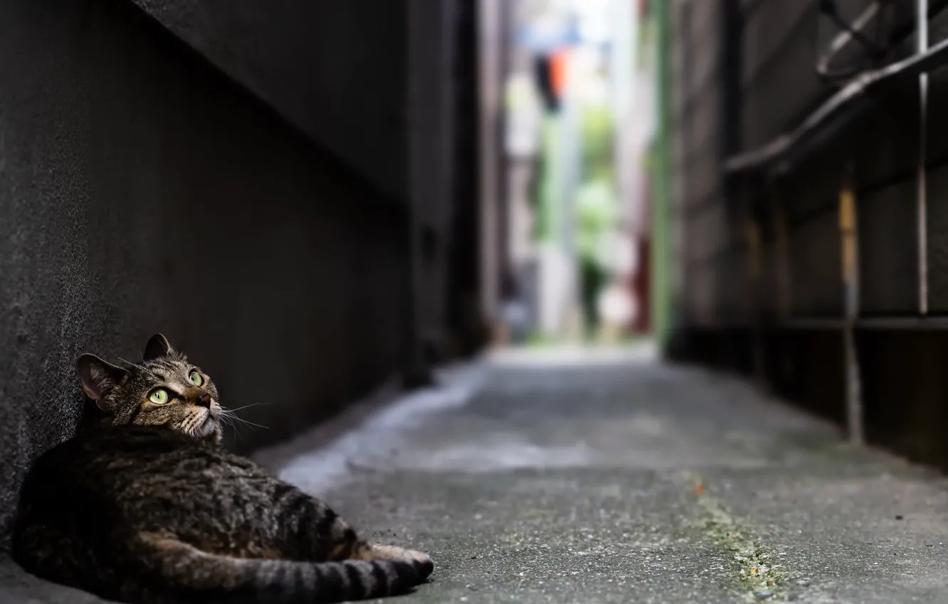 Photo wallpaper cat, the city, street