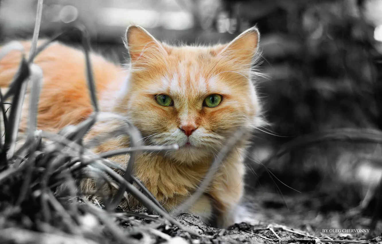 Photo wallpaper cat, nature, black and white