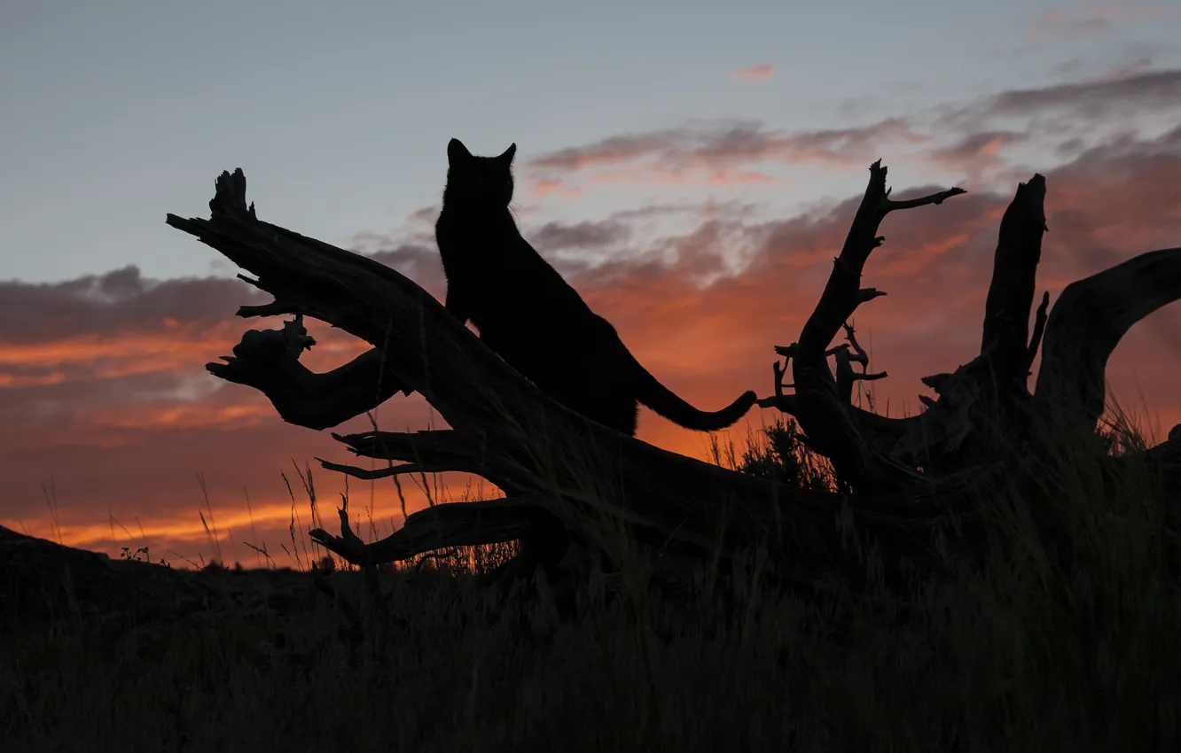 Photo wallpaper cat, sunset, silhouette, log