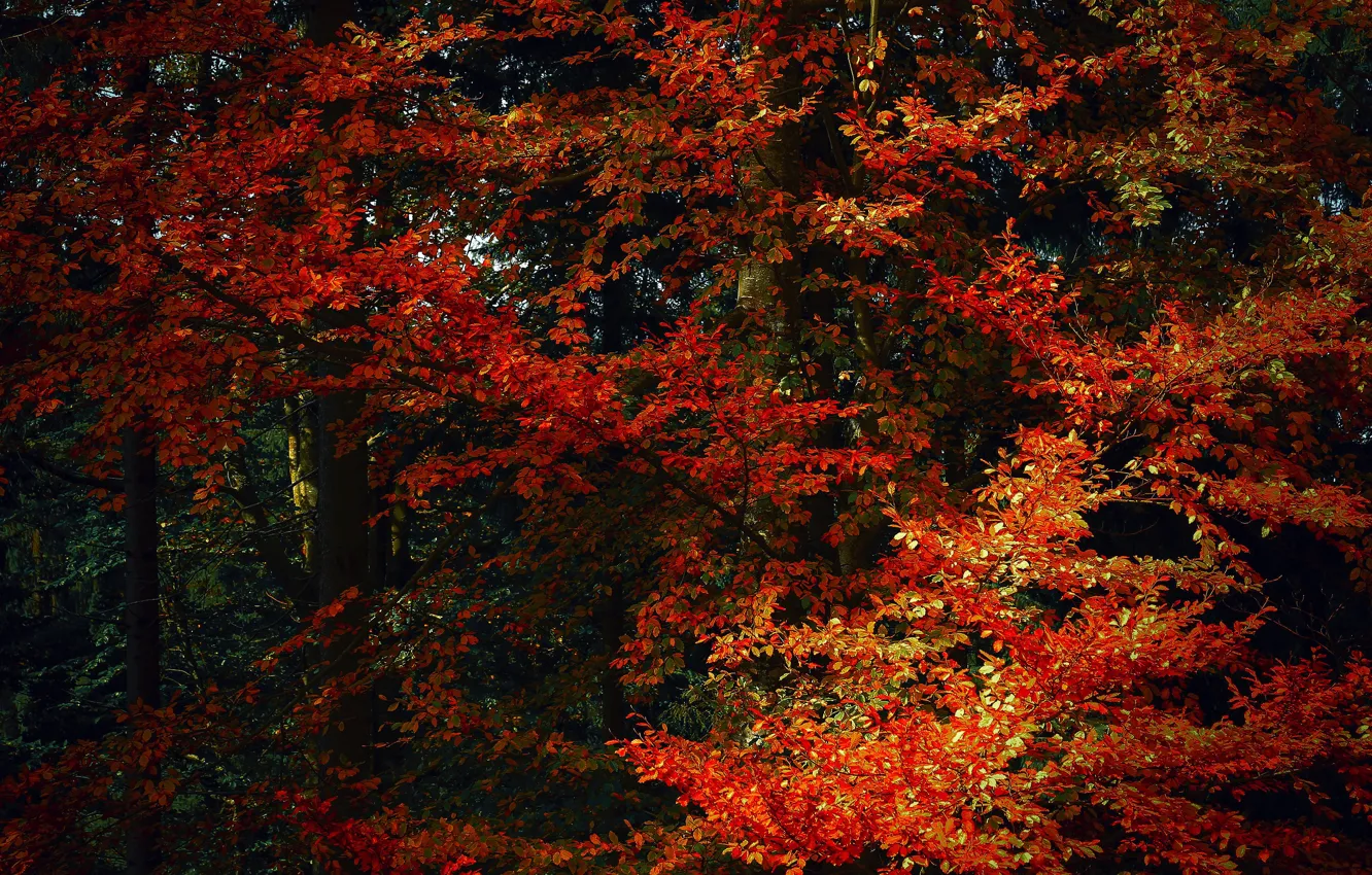 Photo wallpaper autumn, forest, trees, branches, red, nature, Park, thickets