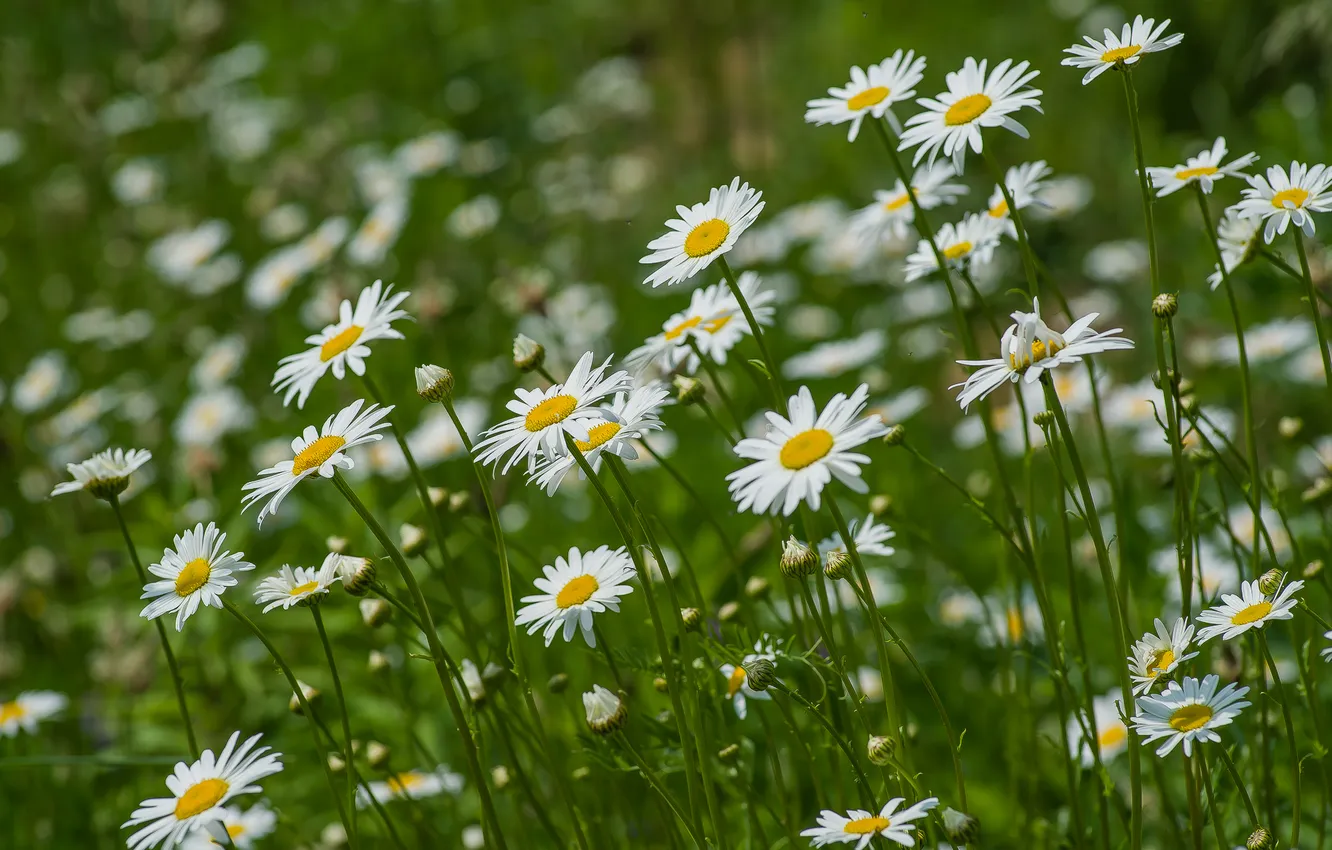 Photo wallpaper summer, nature, chamomile, wildflowers