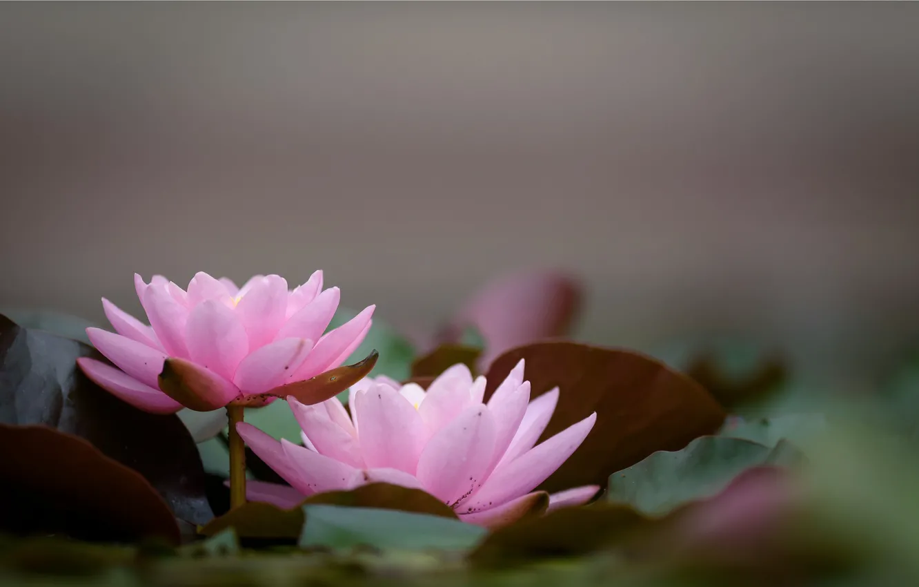 Photo wallpaper leaves, flowers, Lily, flowering