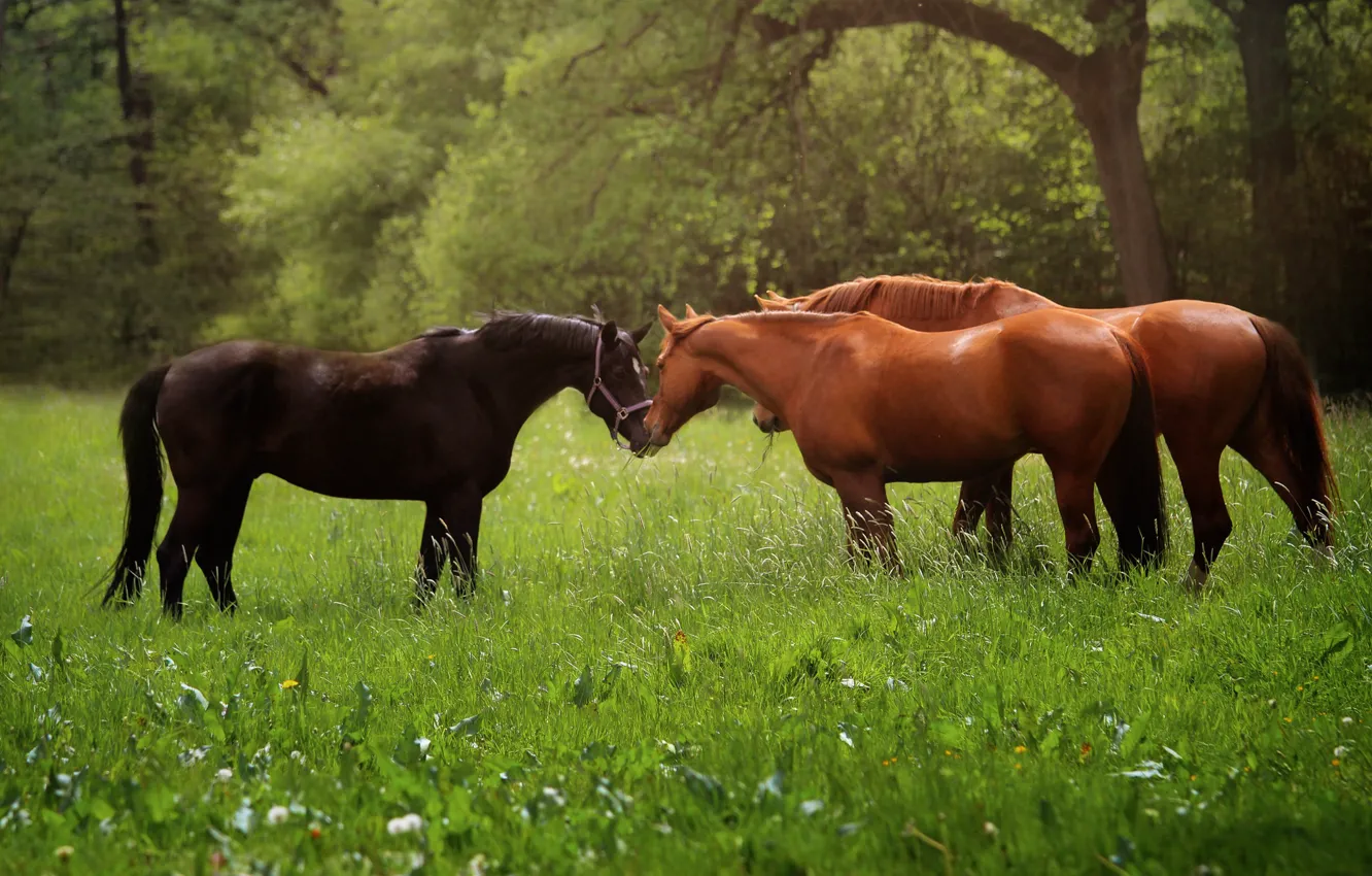 Photo wallpaper animals, grass, nature, horse
