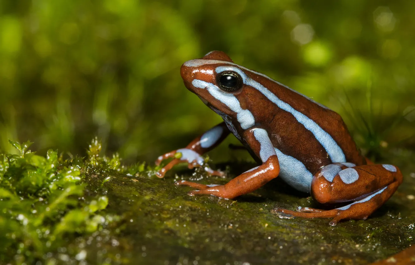 Photo wallpaper nature, frog, dampness