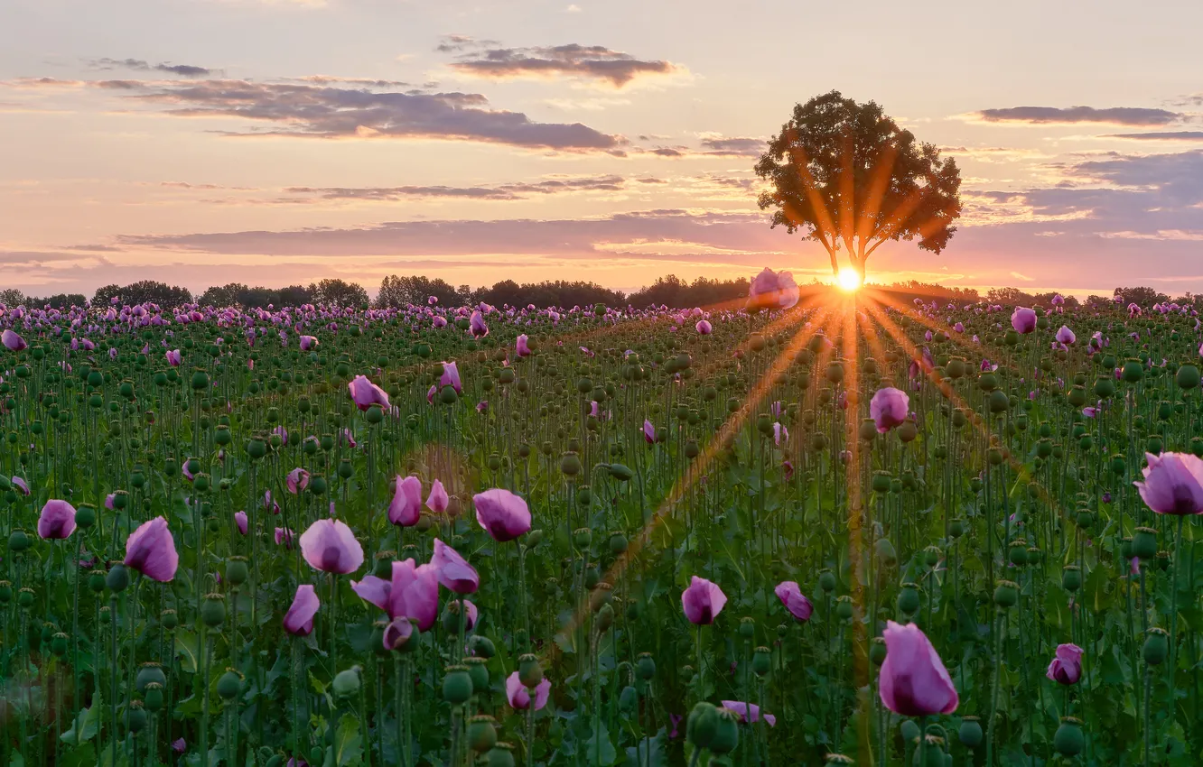 Photo wallpaper the sun, trees, Maki