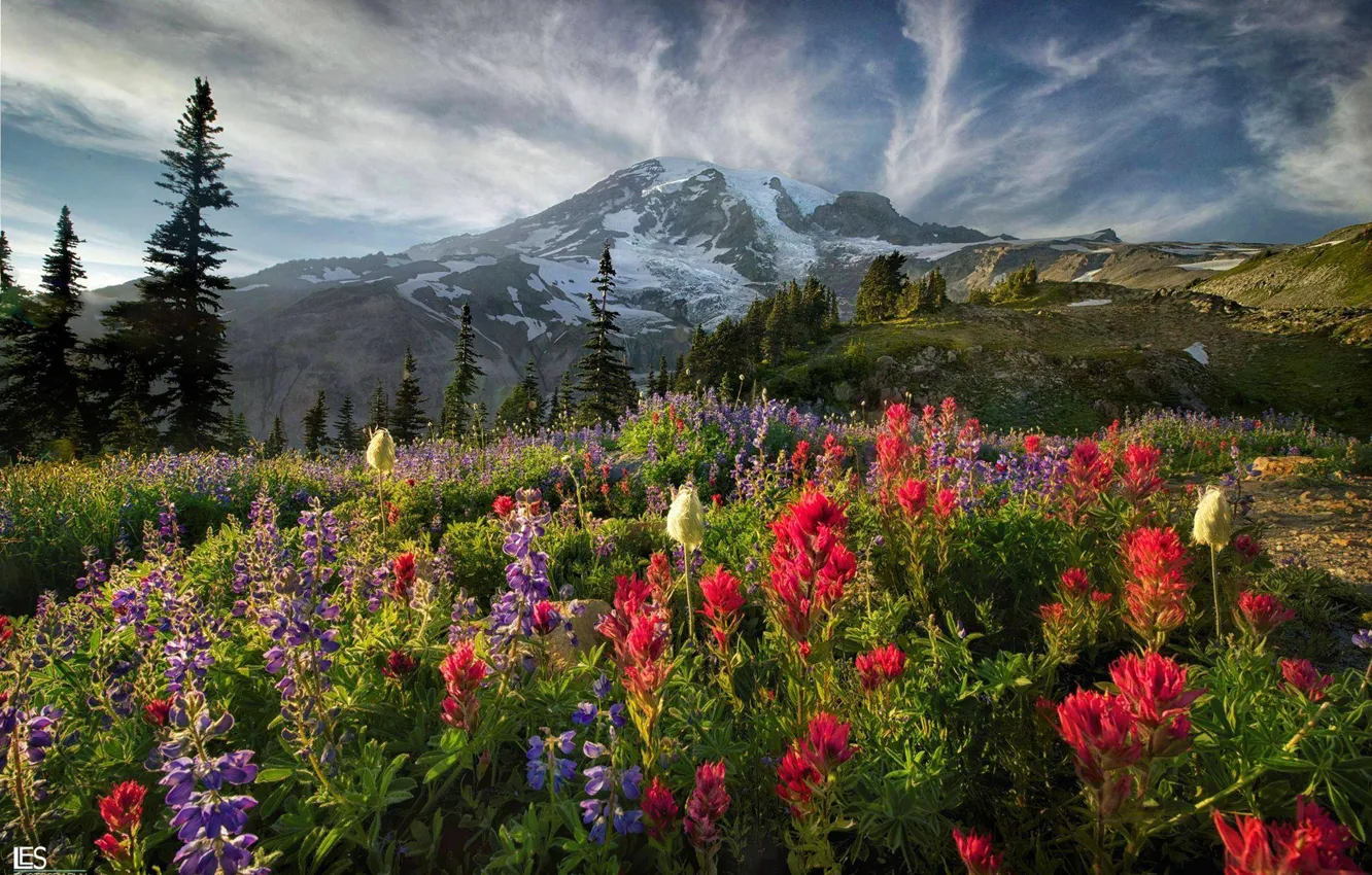 Photo wallpaper the sky, clouds, trees, flowers, mountains, meadow