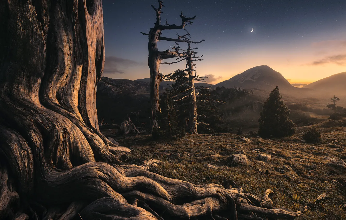 Photo wallpaper trees, mountains, night, the moon, moon, trees, night, mountains