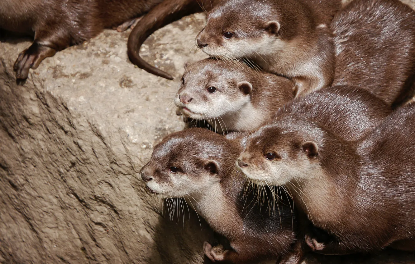 Photo wallpaper cub, face, a lot, otter, brood, river otter