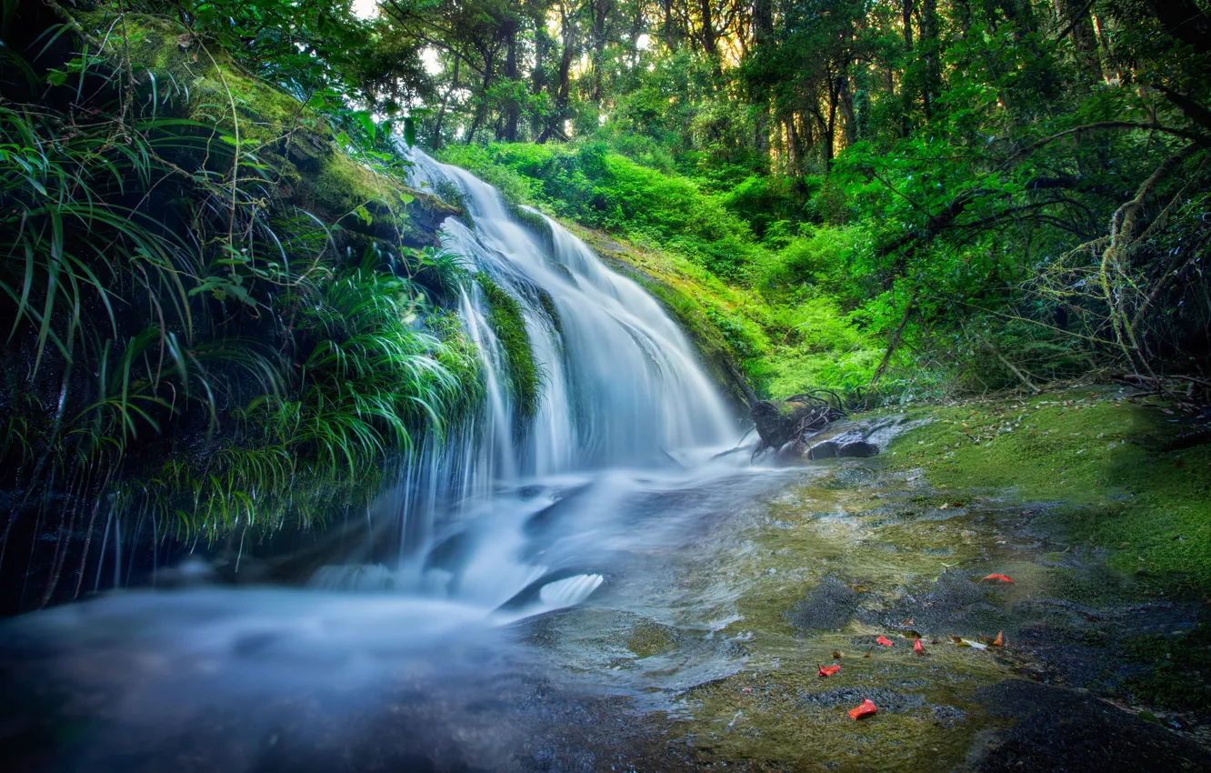 Photo wallpaper forest, leaves, trees, river, stones, waterfall, treatment, stream