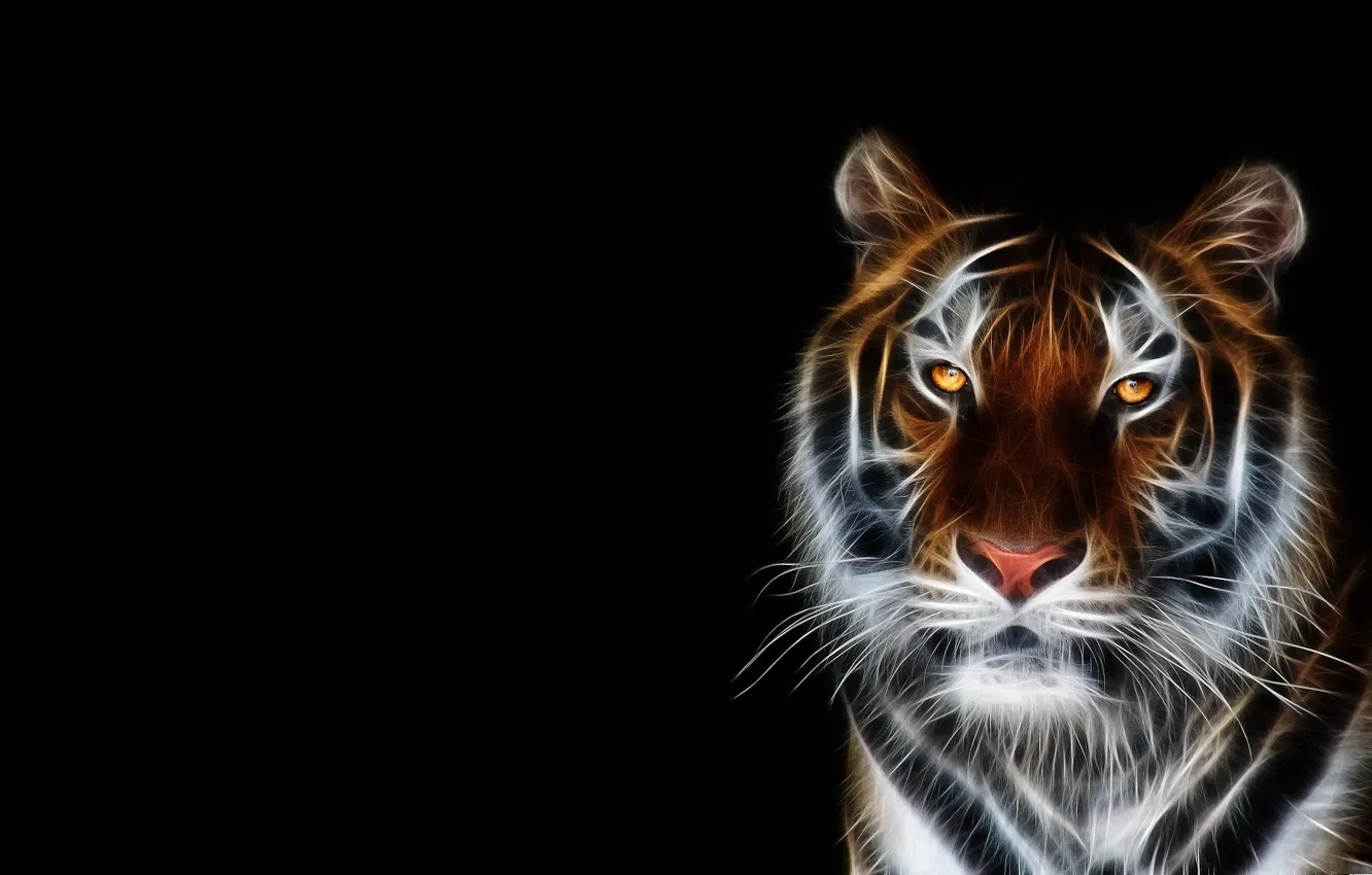 Photo wallpaper face, tiger, Wallpaper, black background