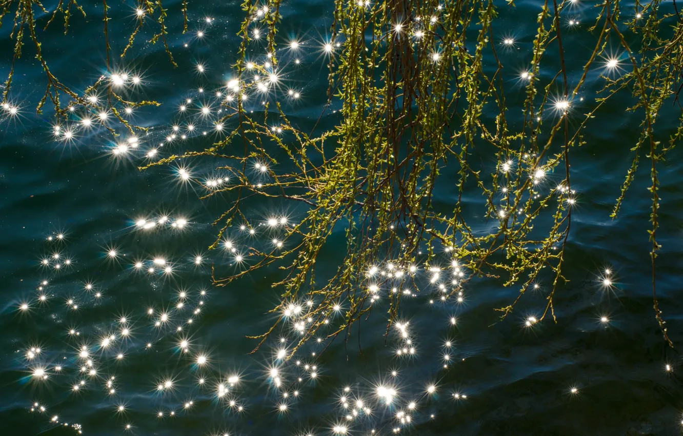 Photo wallpaper dark, light, trees