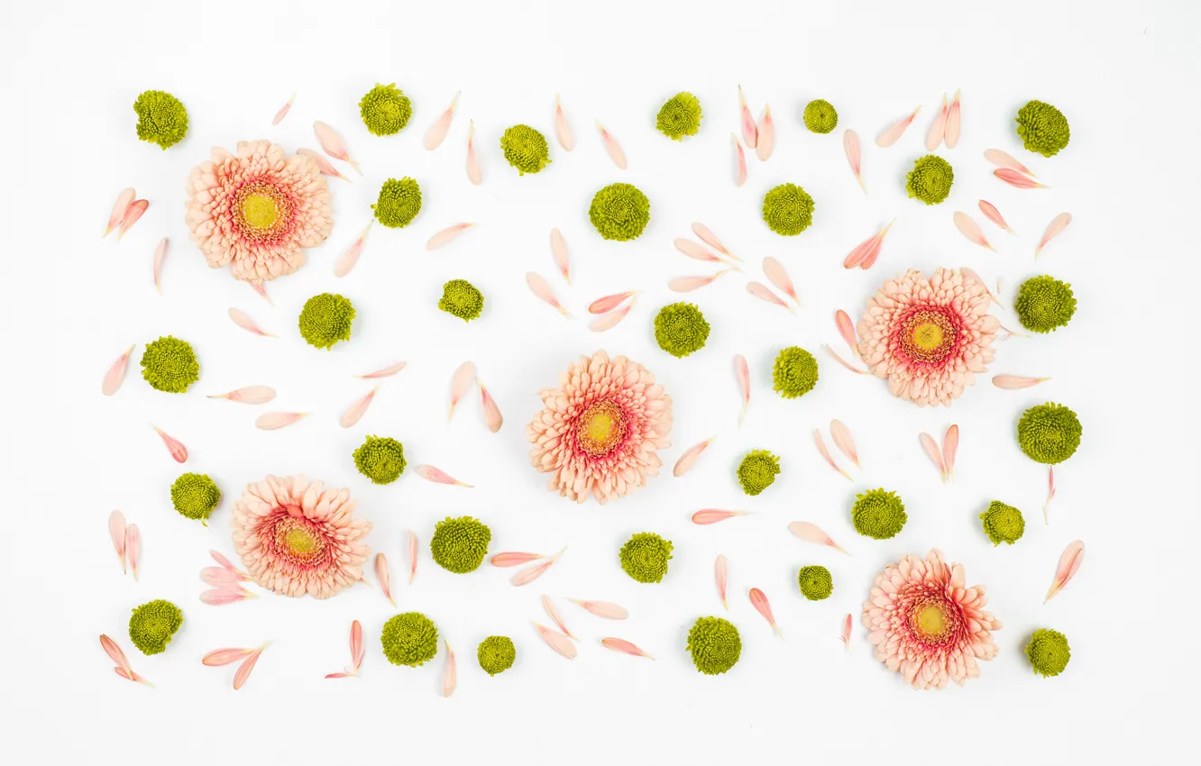Photo wallpaper white, flowers, background, white, gerbera, flowers, background, decor