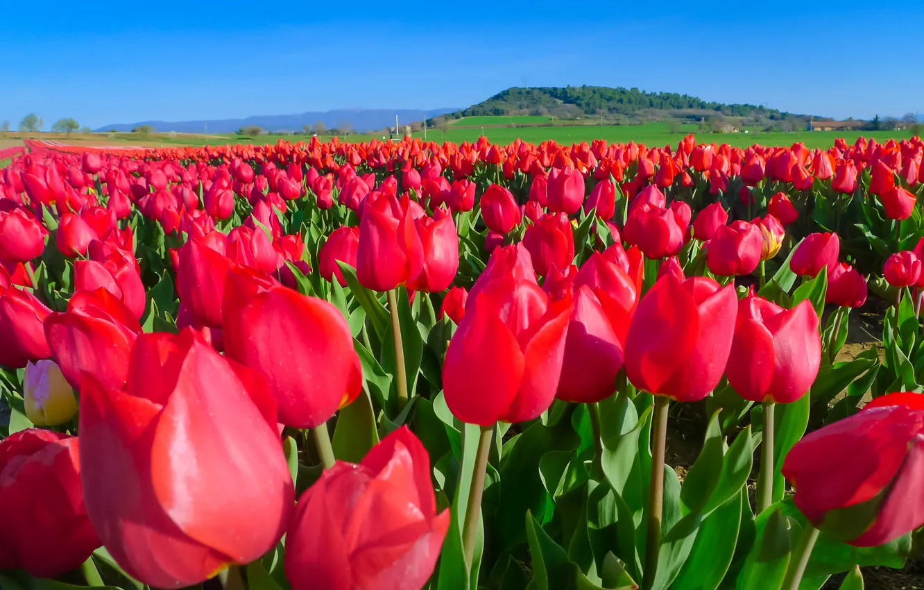 Photo wallpaper flowers, tulips, red, a lot, plantation
