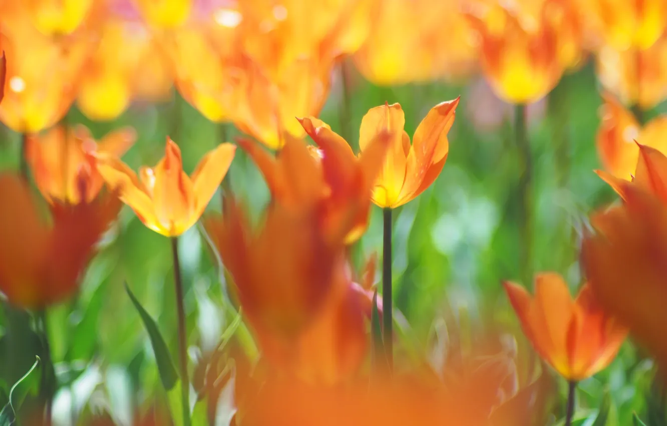 Photo wallpaper light, flowers, blur, spring, tulips, orange, flowerbed, bokeh