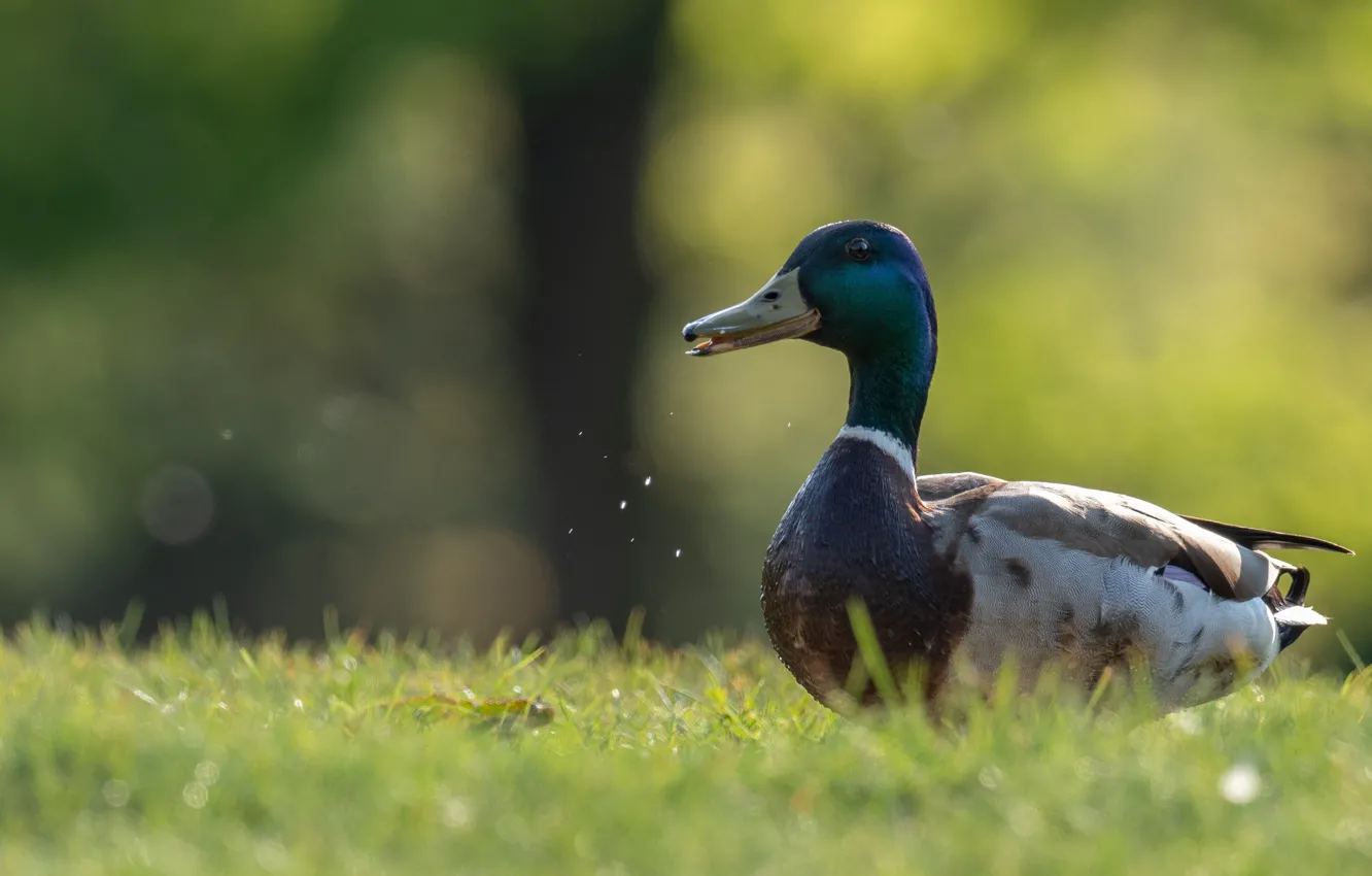 Photo wallpaper grass, bird, duck