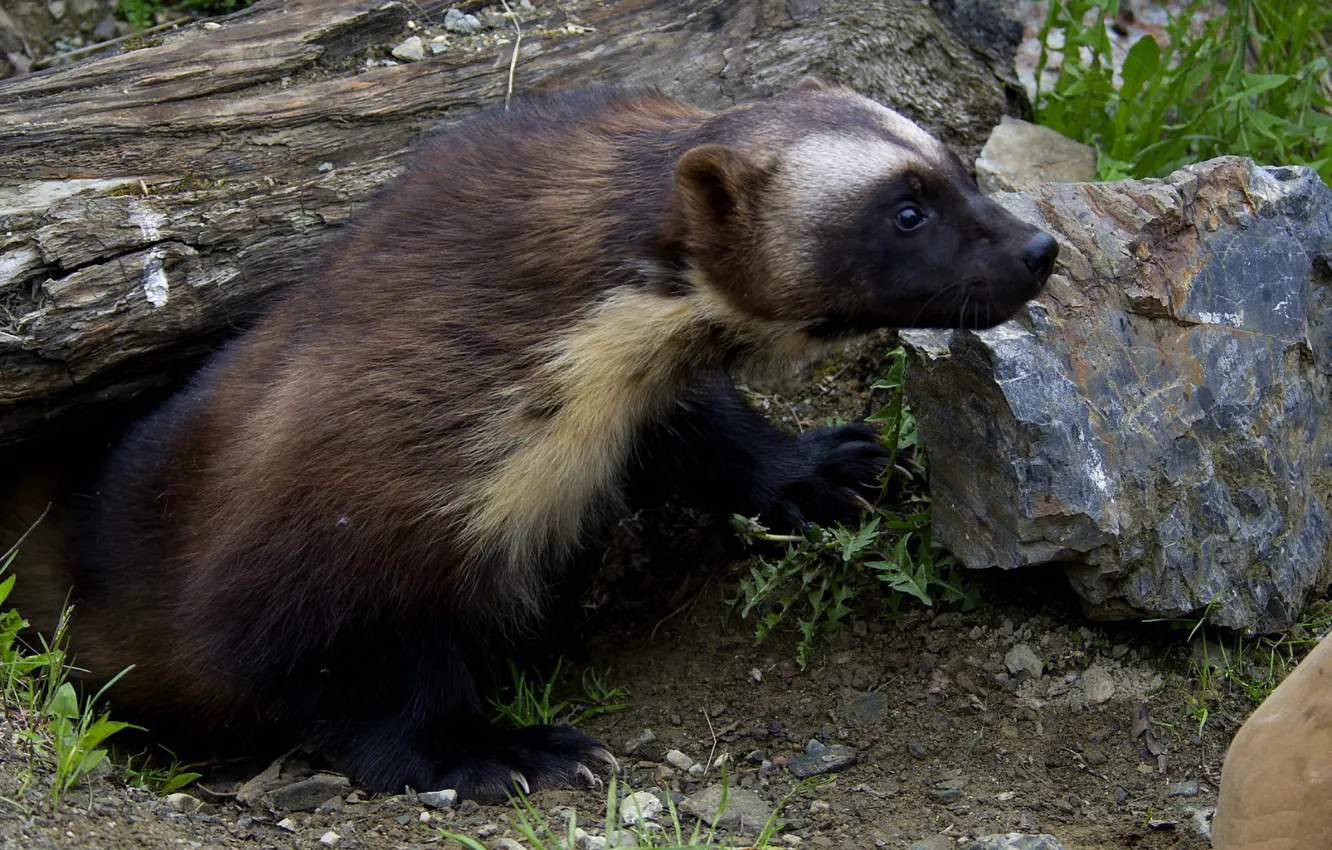 Photo wallpaper Wolverine, Predator, animal, wildlife, Mustelidae