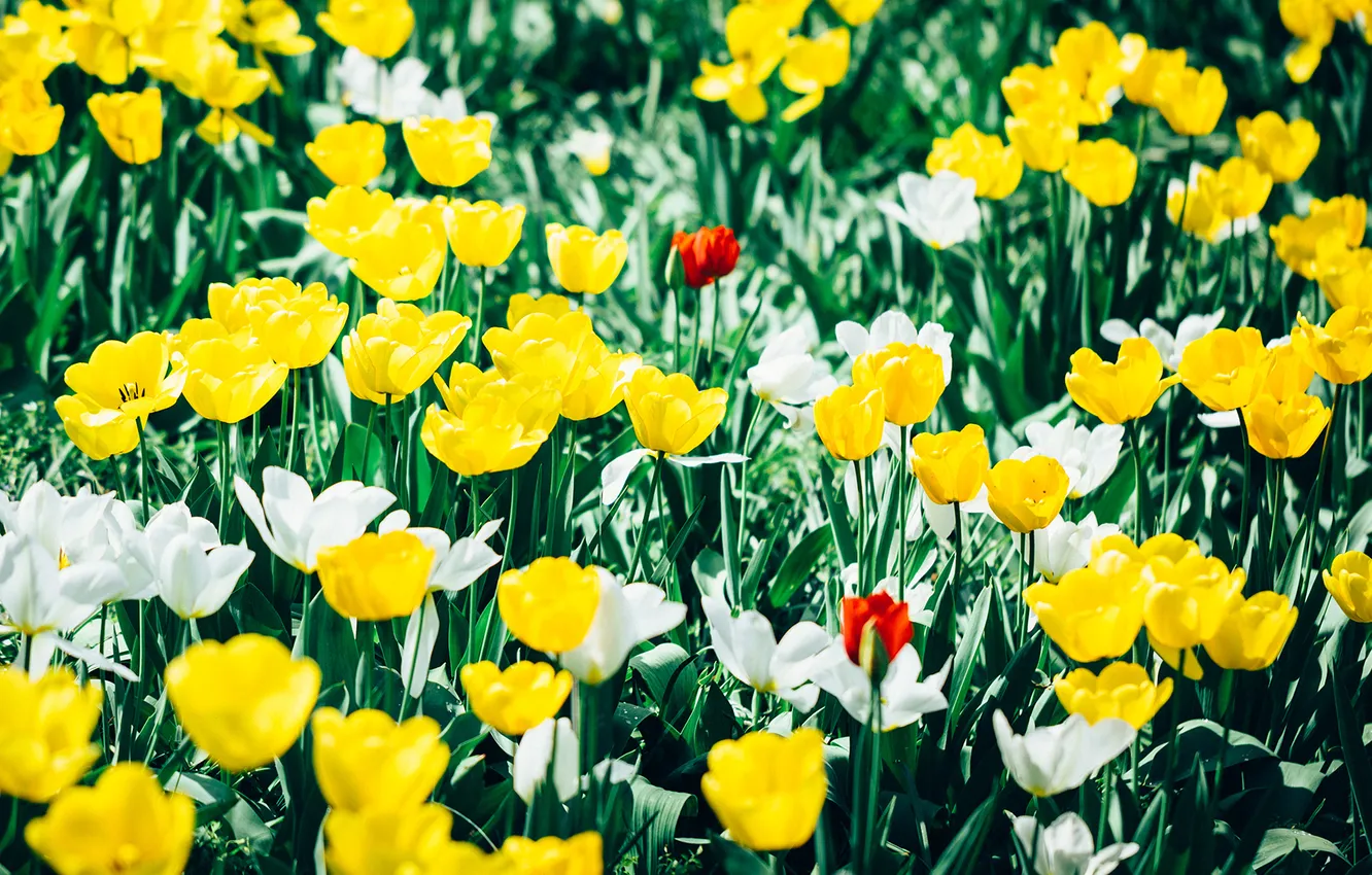 Photo wallpaper flowers, photographer, tulips, photography, photographer, Björn Wunderlich