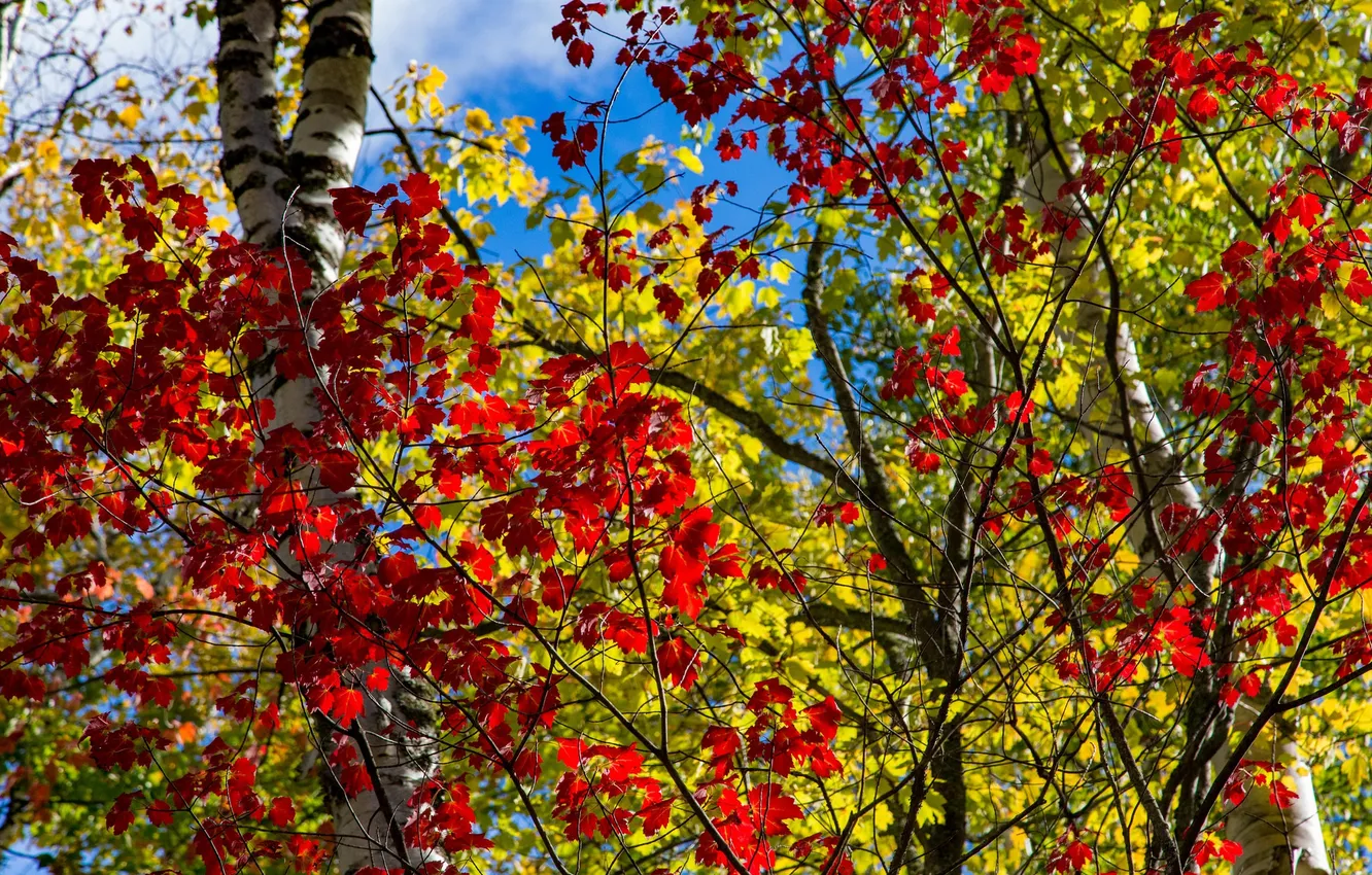 Photo wallpaper autumn, forest, the sky, leaves, trees, Michigan, USA, the crimson