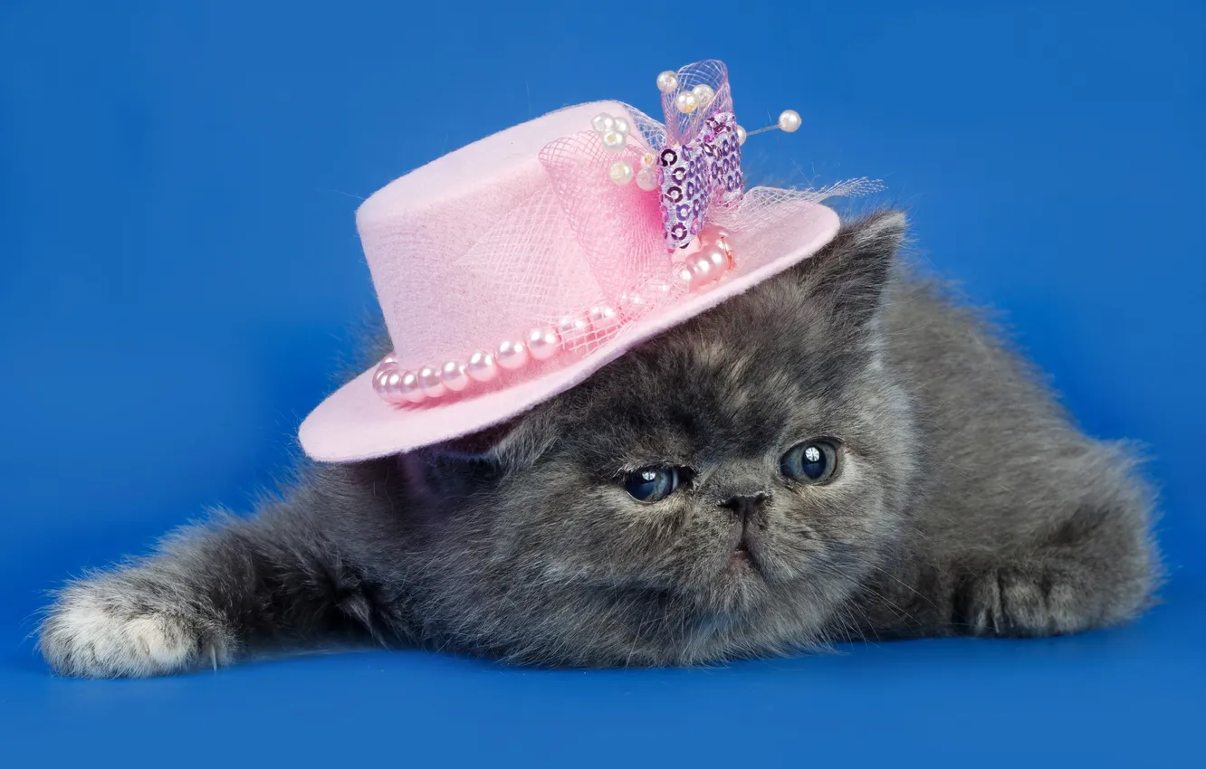 Photo wallpaper cat, background, hat