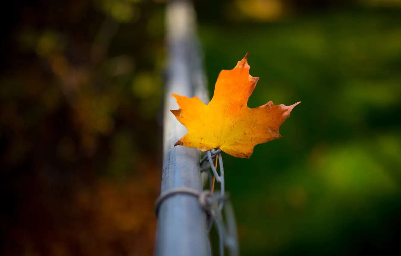 Photo wallpaper autumn, leaves, the fence