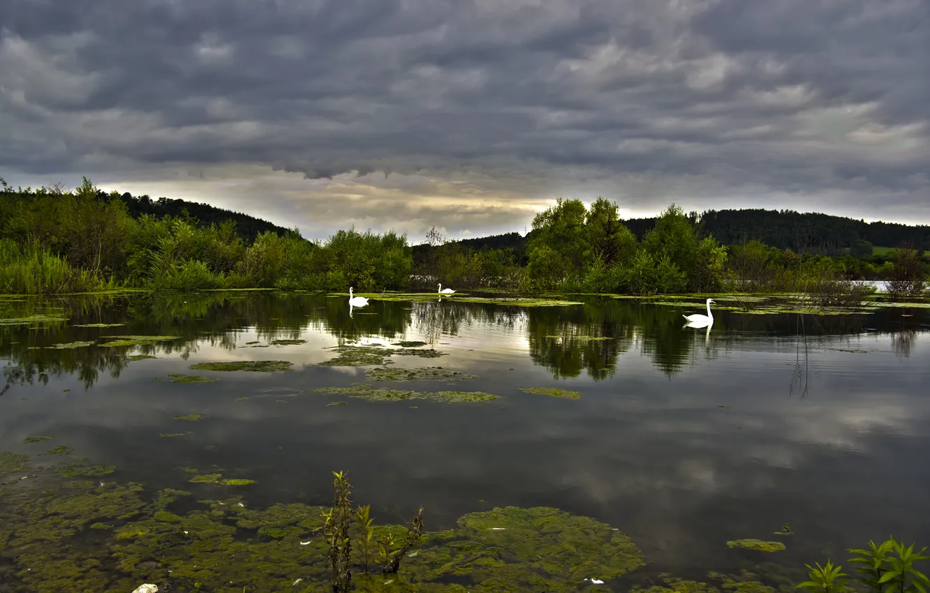 Photo wallpaper the sky, clouds, lake, pond, swans, geese, gloomy, pitici
